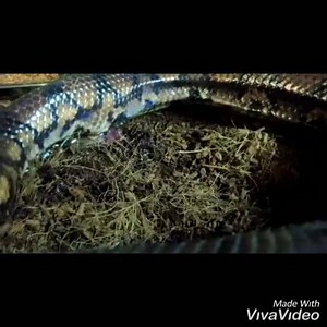 2.5K views · 71 reactions | LIVE BIRTH OUR BRAZILIAN RAINBOW BOA Finally gives birth to her babies and we caught the last one All doing well and big mumma is getting a nice bath. Guess how many she had ?? | Dragonaquatics | Facebook