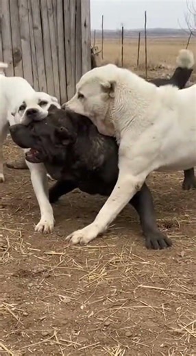 The Power of Alabai: Two Giant Shepherds vs One! 🐕🔥 #animals #wildlifeentertainment #shortsfeed