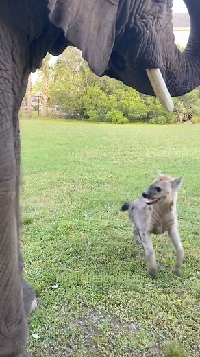 3.2M views · 10K reactions | Bubbles thinks Bonsai the hyena is a strange dog , they have been playing from the time Bonsai was tiny it’s all ❤️love . Bubbles always has played with the Rottweilers and pits. #amazinganimals #Kodyantle | Kody Antle | Facebook