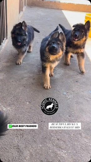 5.8K reactions · 101 shares | GSD LOVE  | Iconic Kennels | Facebook