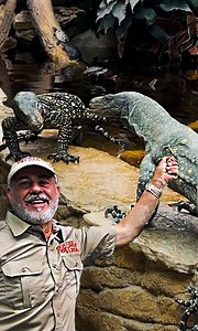 These are two Crocodile Monitors are a couple and today I will be feeding them🤩 These monitors get their name from having similar bite to that of a crocodile🤯 Unlike most monitor lizards they have serrated teeth for slicing and tearing😳 . . . #cool #crocodile #monitor #feeding #feed #food #chicken #wow #wildlife #fbpost #animals #animallovers #life #wild #AmaZing #video #moment #facebook #fb #post #hungry #food #eat #fun #cool #teeth #tear #slice | Jayprehistoricpets