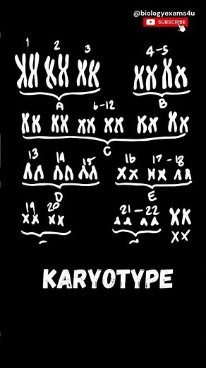Human Karyotype #genetics