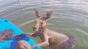 Poor kangaroo rescued after getting stuck in a canal