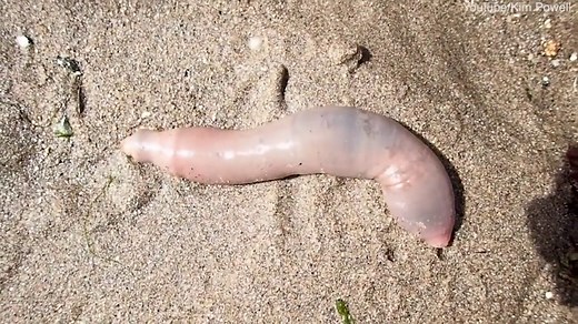 Thousands of fat Innkeeper worms wash up on Elkhorn Slough