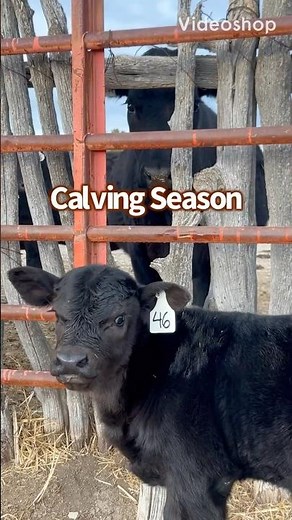 🐂 Calving Season on a Ranch | Freedom & Liberty of Ranch Life #ranching