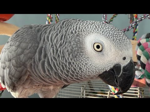 Symon has a few things to say, this is a Funny few minutes🤣🦜Please Subscribe❤️#funnyparrot #pets