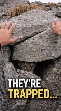 I Heard Crying Under the Rocks #shorts #SnowLeopard #WildlifeRescue