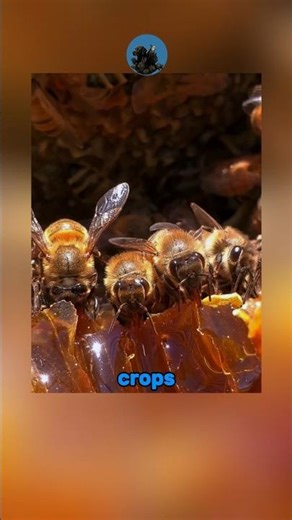 The Bees have complex communication systems #shortvideo #animals #bees #communication