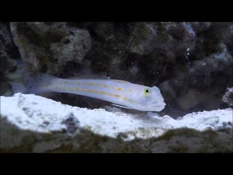 Diamond Watchman Goby Sifting Sand
