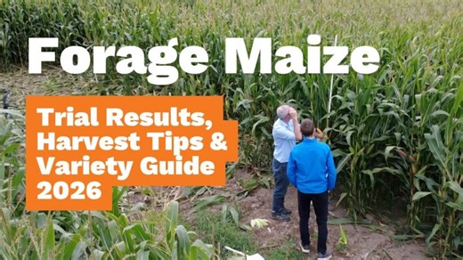 Goldcrop Maize Varieties 2026 | Trial Results, Harvest Tips Variety Guide for Irish Farmers | Goldcrop