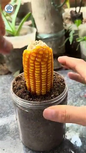 How a corn cob can be used by farmers as a natural seedbed