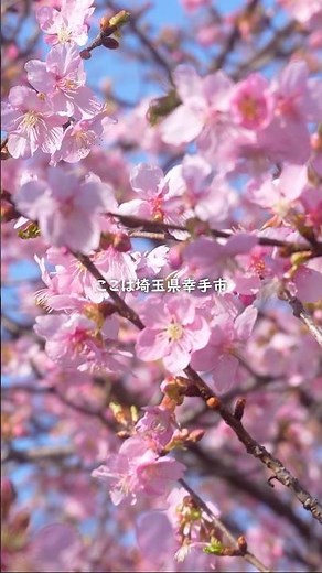 満開の河津桜(05)💮幸手権現堂桜堤🌸東京から1.5時間の日帰り旅💮癒し散策🌿自然音