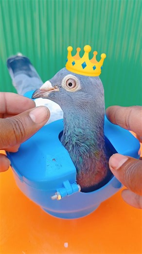 kalapati treatment 301 #educational #birds #pigeon #short #kabutar#kalapati #pigeontreatment