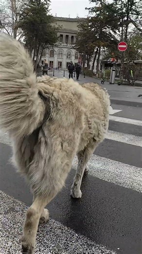 Așteaptă verdele ca un om mare