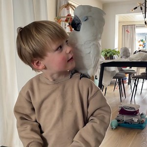 141K views · 4.7K reactions | My Cockatoo and my Son do absolutely everything together 列 | Happiest | Facebook