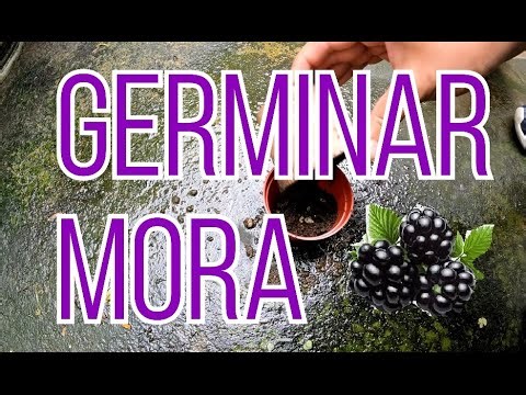 Germinar semillas de mora en casa fácil, paso a paso, cultivar y cosechar mora