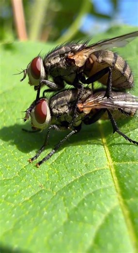 Part 1: Life cycle of a Fly