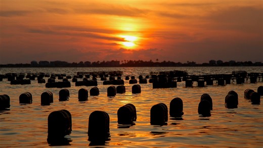 Treasure Coast's only oyster farm helping to restore Indian River Lagoon biodiversity