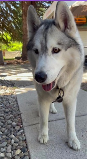 Why this adorable pet friendship is so special