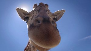 69K views · 1.4K reactions | Somos un safari seguro. Nuestras puertas...