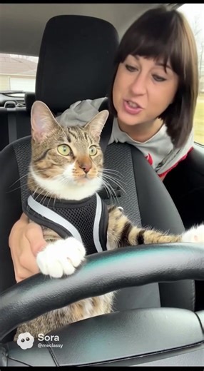 Cat driver.