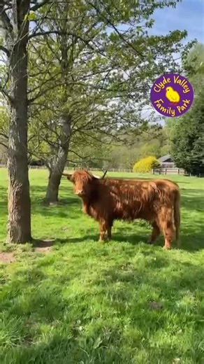 169 reactions · 12 shares | ✨ Baby Highland Cow! ✨ This years first calf has arrived! This is Mummy’s second calf and she’s doing a great job. It’s a wee bull (boy) this time! And of course Dad has to make a bad joke  Watch this space for a naming cօmpetᎥtion coming soon! 殺 #clydevalleyfamilypark #glasgowwithkids #farm #babyanimals #dadjokes | Clyde Valley Family Park | Facebook