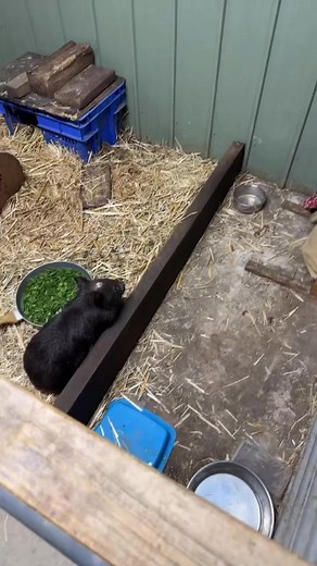 Funny Wombat Bedtime Routine | Hilarious Animal Video