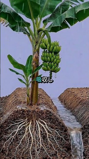 Why This Method Increases Banana Yields?🍌