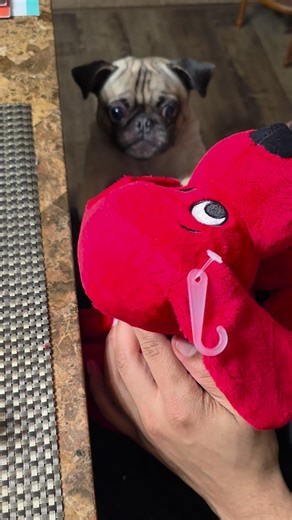 Little Pretzel on Instagram: "SHE'S JUST A BABY!!! #pug #dogs #cute"