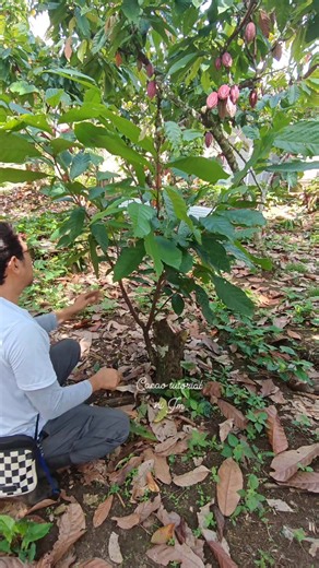 Formative pruning #fyp#cacoa#farming #retirement#cacoa #fyp#followers #cacoa #chocolate#farming #followers | CACAO tutorial ni JM