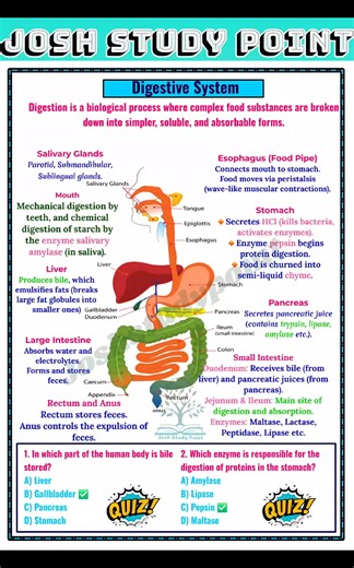 222K views · 1.2K reactions | "Digestive System Explained  | From bite to energy ⚡ | Learn the full process of digestion easily with clear notes! 溺 #BiologyMadeSimple" #DigestiveSystem #HumanBiology #BiologyNotes #StudyWithMe #ScienceFacts #HumanAnatomy #DigestiveProcess #NEETBiology #fblifestyle | Josh Study point | Facebook