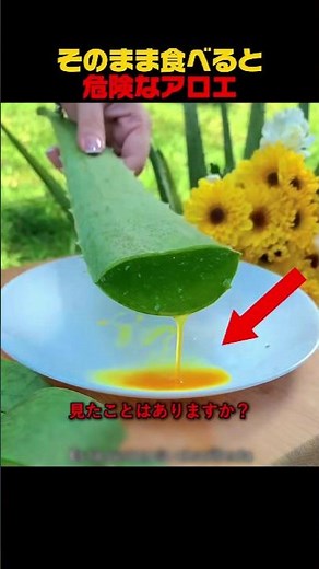 そのまま食べると危険なアロエ