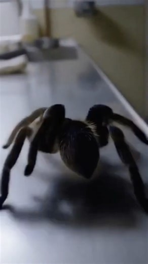 Paul Davis - Cool Night (Cover song) The HULK and Big Spiders Mix | Showroom Partners Entertainment