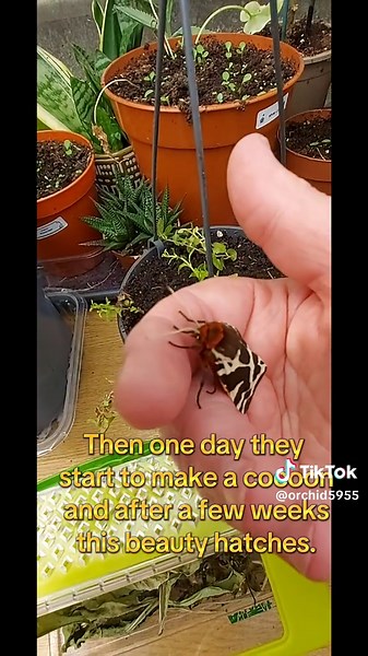 From a beautiful black caterpillar, this beauty hatched- Garden Tiger Moth 🤗😍. #catepillar #cocoon #tigermoth #garden #gardening #gardenlife #goodvibesonly #viral_video #fyp