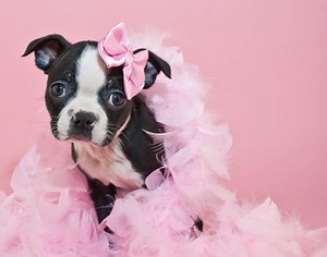 100  Female Boston Terrier Dog Name Ideas - Boston Terrier Society