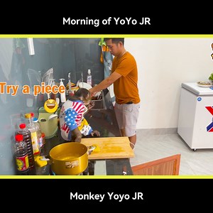Part 2 - Morning of YoYo JR #monkey #monkeyyoyo | Monkey YoYo Jr