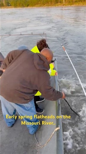 Early spring Bank poles and flatheads on the Missouri river #viral #fishing #yt #ytshorts #ytviral ￼