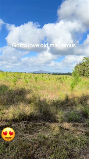 Exploring Australia’s Wild Emus