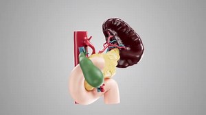 Plaque Tournante D'animation Anatomiquement Précise Pancréas Humain Avec Vésicule Biliaire