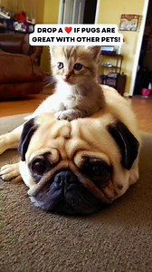 Drop a ❤️ if pugs are great with other pets! #pug #pugs #dog | It's a Pug Thing