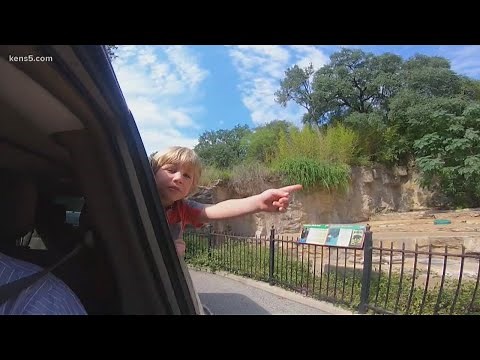 VIDEO: Take a ride through the drive-thru zoo in San Antonio