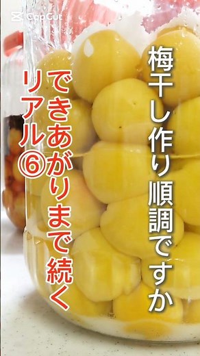 梅干し作り⑥|赤紫蘇が良いタイミングで買えなかったら|赤い梅干し作り|紫蘇梅干し#梅干し作り方 #シソ梅干し#pickled plum