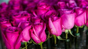 Rose Parade Educational Travel | Road Scholar