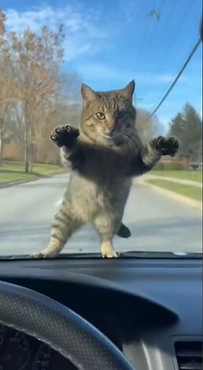 Cat Reactions: The Most HILARIOUS & ANGRY Cat Reactions