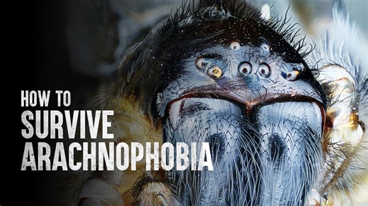 Conquering arachnophobia: Survival tips