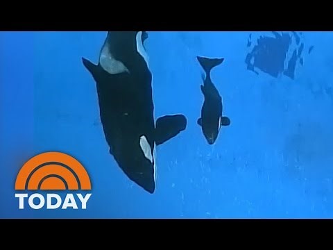 Last Orca Whale Born In Captivity At SeaWorld | TODAY