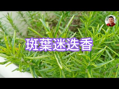 常見的迷迭香品種+兩大照顧秘訣