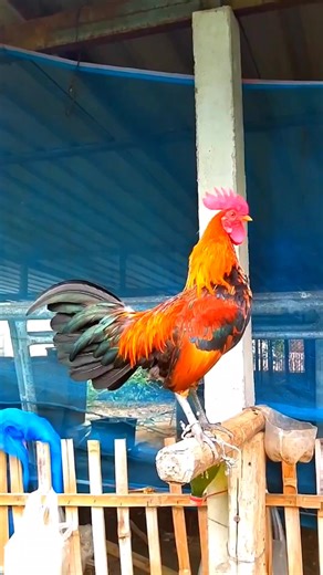 14K views · 217 reactions | Amazing giant rooster crowing #rooster #roostercrowing #chickens | Wild BIRDS | Facebook