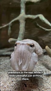 Meet the Cuttlefish #animals #wildlife