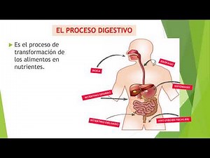 Proceso de la digestión 6°